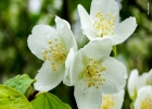 FIORI D'ANGELO, magia di una tradizione