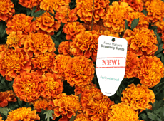 PanAmerican Seed