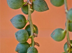 PRIMO premio - Senecio rowleyanus.