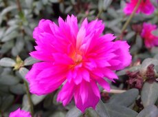 Portulaca ‘Duna Double Pink’.