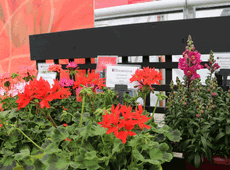Floranova, Pelargonium ‘Quantum’(sinistra) e Anthirrinum ‘Antiquity’