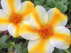 Portulaca ‘Duna Mandarin’.