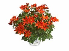 Bidens TOP ’Margarita’.