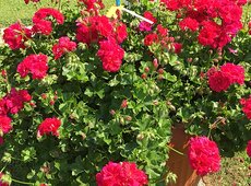 Pelargonium ‘Gran Festa Cherry’.