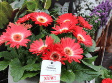 PanAmerican Seed