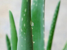SECONDO premio - Aloe barbadensis o vera