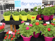 L’esposizione dell’inglese Floranova specializzata nell’ibridazione di piante fiorite da seme