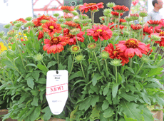 PanAmerican Seed, Gaillardia ‘Mesa Red’