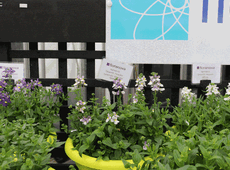 Floranova, Nemesia ‘Seventh Heaven’