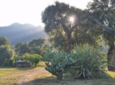 TERZO premio - Opuntia ficus-indica con Dracaena indivisa.