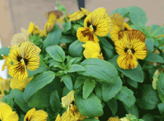 Floranova, viola F1 ‘Tiger Eye’