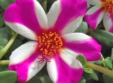 Portulaca ‘Duna Pink Star’.