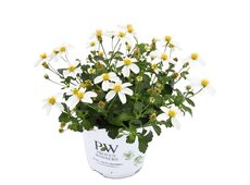 Bidens TOP ’Spicy Ice’.