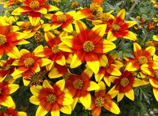Bidens TOP ’Spicy Fire’.