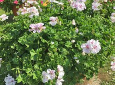 Pelargonium ‘Gran Festa White’.