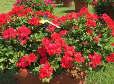 Pelargonium ‘Gran Festa Compact Scarlet’.