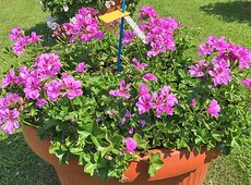 Pelargonium ‘Gran Festa Compact Amethyst’.