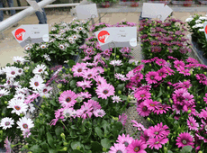Selecta, Osteospermum strisciante ‘Plaisir’