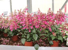 Selecta, Salvia ‘Salma Pink’