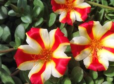 Portulaca ‘Duna Red Cross’.