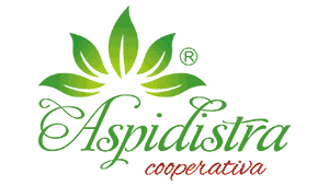 aspidistra cooperativa