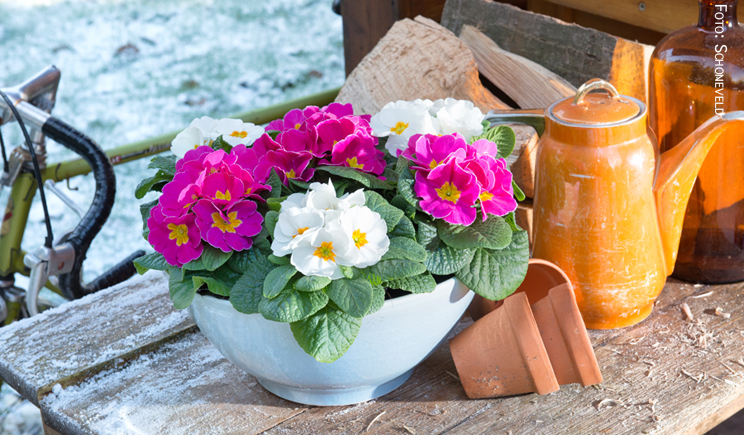 Schoneveld Primula Paradiso 2016 01 LR