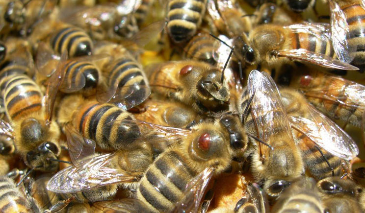 api arnia corso apicoltore fondazione mach trentino