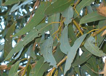 georgofili punteruolo eucalipto 01