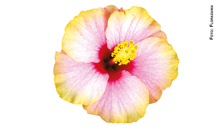 hibiscus floradania