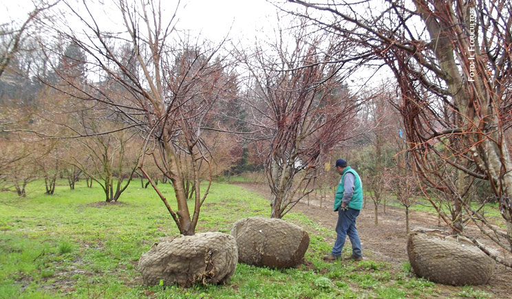 lombardia crisi vivai foto ilfloricultore