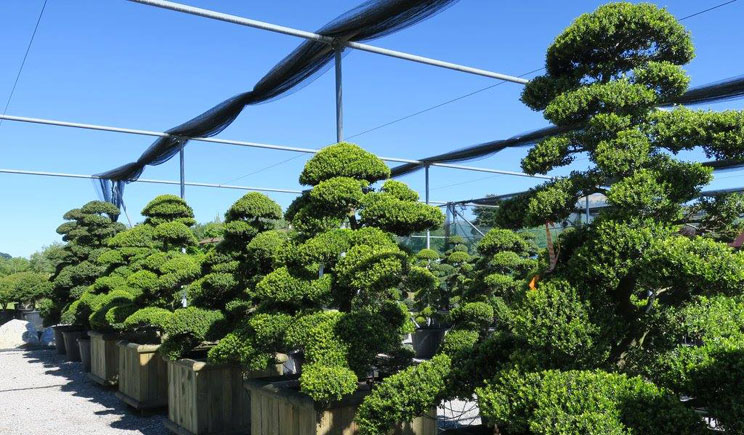 macrobonsai nippon tree porte aperte