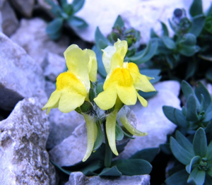 monte arera orobie fiori