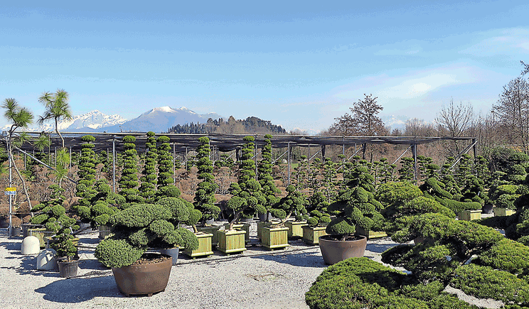nippon tree macro bonsai vivaio