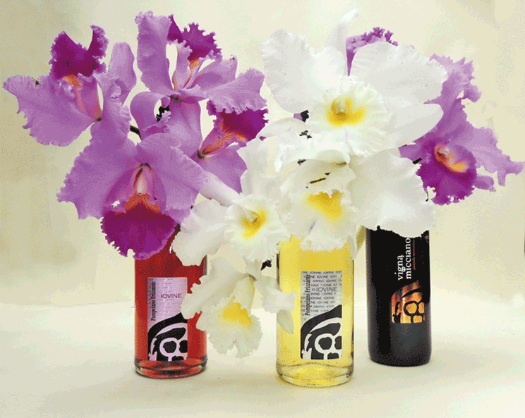 rtf cattleya