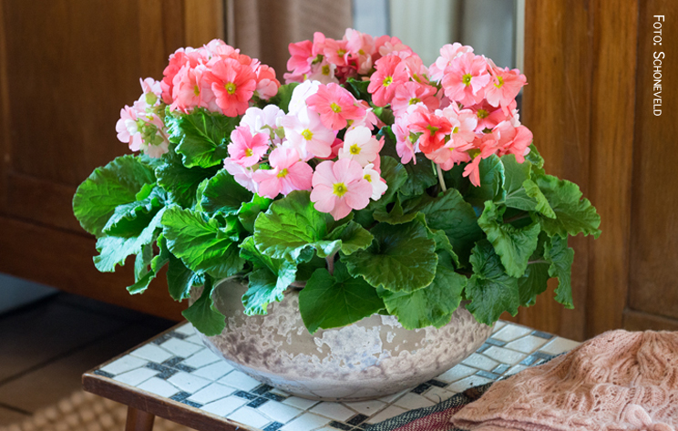 schoneveld Primula Touh Me 2016 01 LR