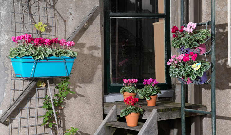 schoneveld SFSSPI Veranda selections 2015 10 LR