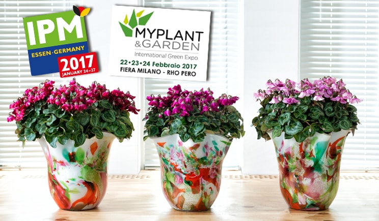 schoneveld cyclamen ciclamini Petticoat cover