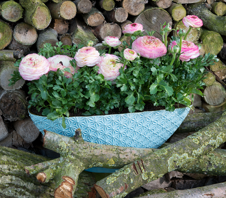 schoneveld ranunculus ranuncolo ranuncoli Sprinkles SFRASP 45 LR