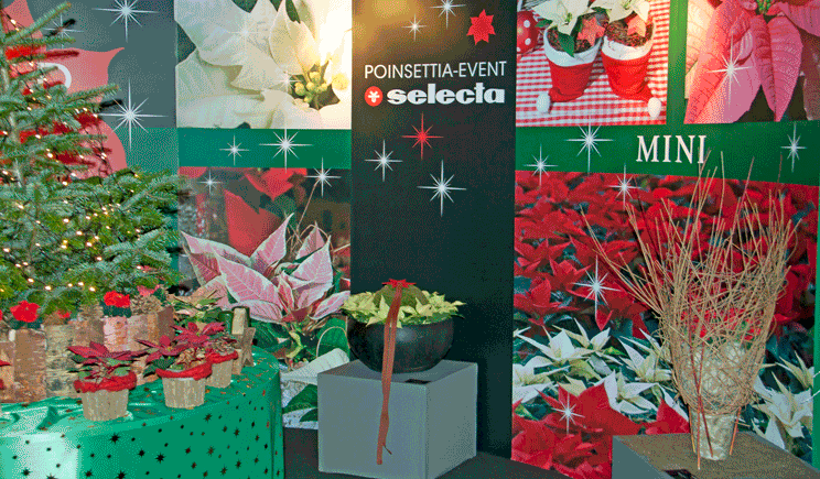 selecta macigstars02