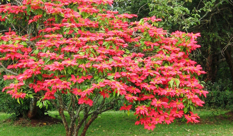 Albero Stella Di Natale.La Vera Storia Della Stella Di Natale Ilfloricultore