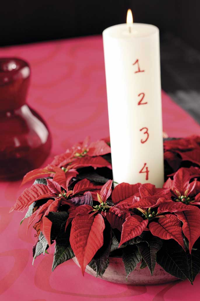 stelle di natale ghirlanda avvento 02