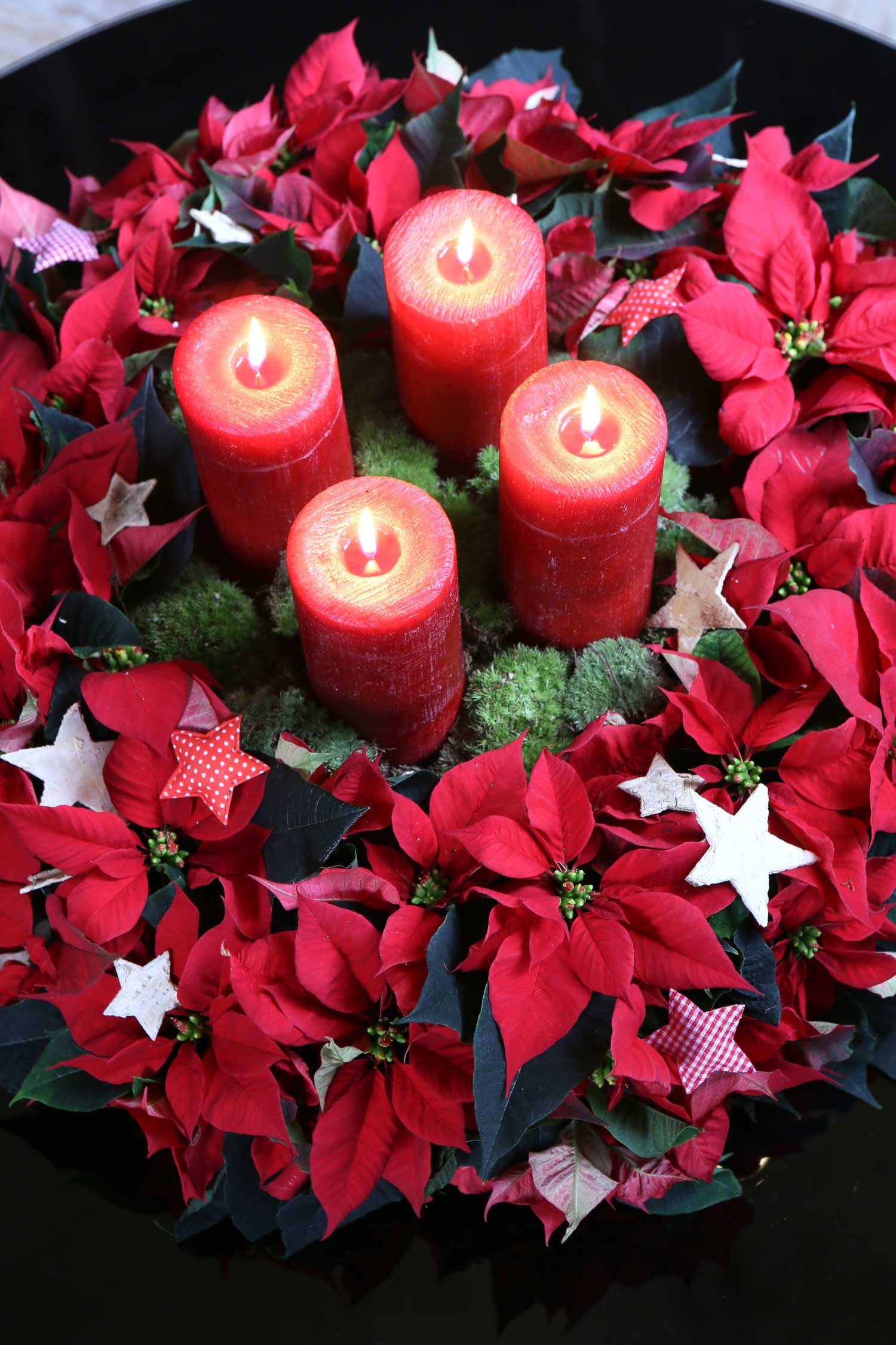 stelle di natale poinsettia stars sfe2015 04