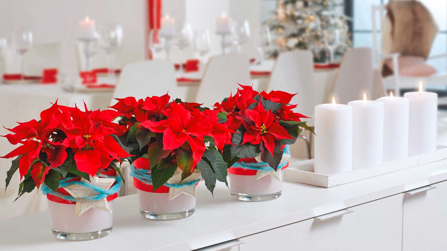 stelle di natale poinsettia stars sfe2015 05