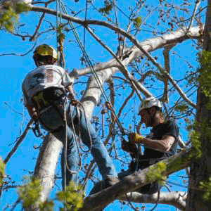 treeclimbing base