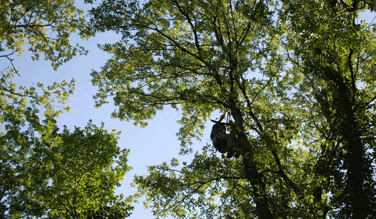unifi ricchezza biodiversita foreste24