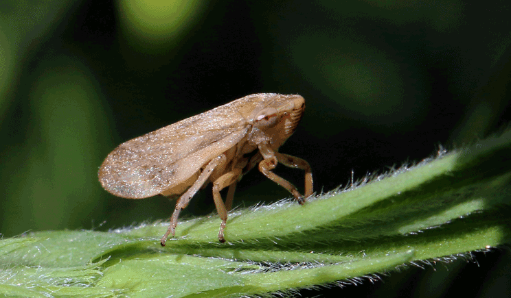 Philaenus spumarius, insetto vettore di Xylella fastidiosa noto anche come "Sputacchina" xylella Philaenus spumarius