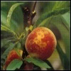 Batteriosi-kiwi-e-virus-sharka