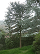 araucariaagritaleditrice