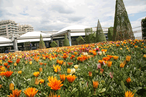 euroflora gazanie