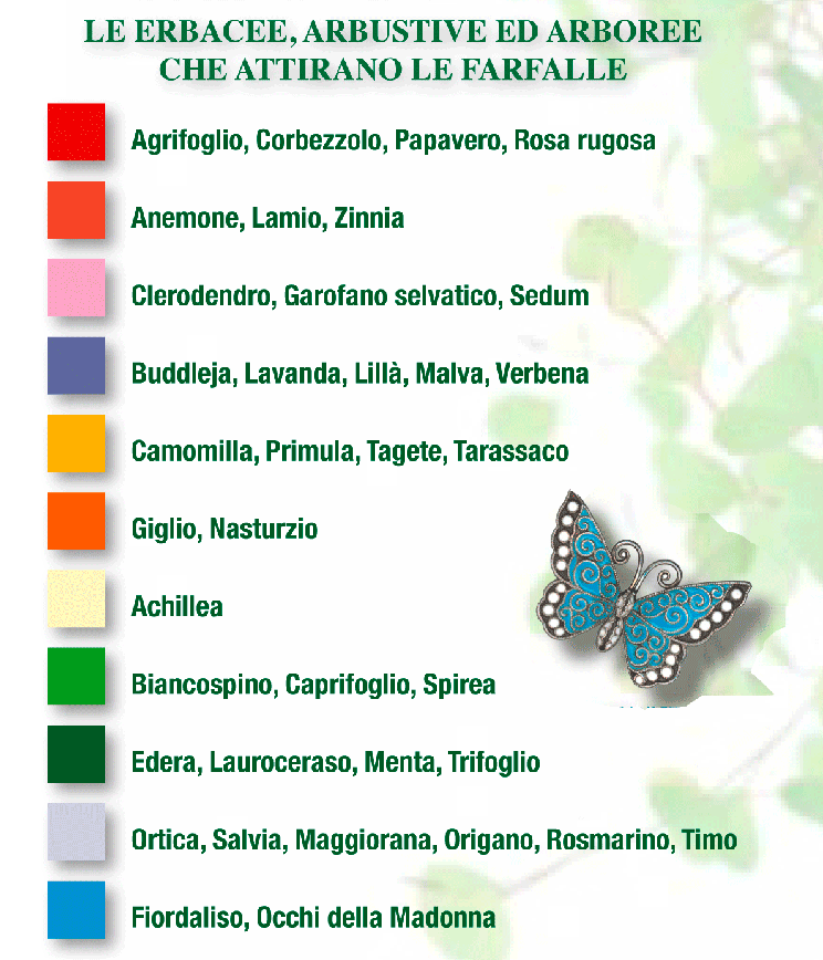 farfalle piante